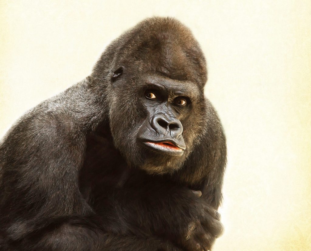 A gorilla 