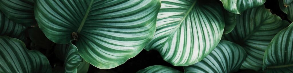 Green plants|Clone environment|Swap environment URLs|Green leaves|Green leaves|AWS Elastic Beanstalk environment dashboard|Clone environment on Elastic Beanstalk||Environment Dashboard Elastic Beanstalk AWS|Green and Blue Environments Elastic Beanstalk